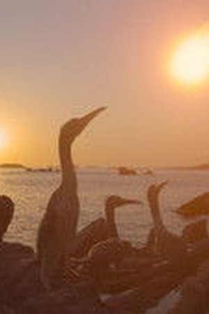 The Dinosaurs Season 1 Episode 4 - Poster
